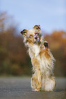 sitting Australian Shepherd