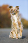 sitting Australian Shepherd