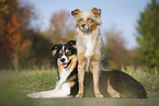 tricolor and red-merle Australian Shepherd