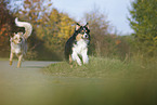 tricolor and red-merle Australian Shepherd