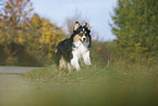 running Australian Shepherd