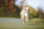 running Australian Shepherd