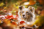 Australian Shepherd Portrait