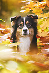 Australian Shepherd Portrait