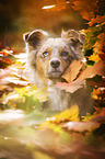 Australian Shepherd Portrait