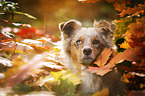 Australian Shepherd Portrait