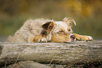 lying Australian Shepherd