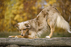 invitation to play