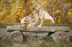 invitation to play