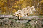 lying Australian Shepherd