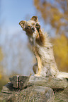 sitting Australian Shepherd
