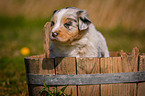 Australian Shepherd Puppy in wooden tub