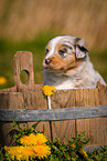 Australian Shepherd Puppy in wooden tub