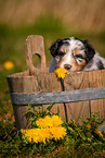 Australian Shepherd Puppy in wooden tub