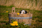 Australian Shepherd Puppy in wooden tub