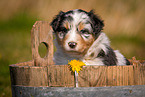 Australian Shepherd Puppy in wooden tub
