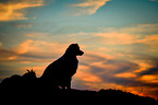 sitting Australian Shepherd