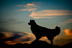 standing Australian Shepherd