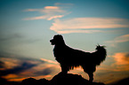 standing Australian Shepherd