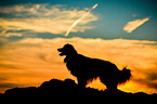 standing Australian Shepherd