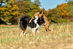 Australian Shepherd and boxers play together