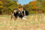 Australian Shepherd and boxers play together