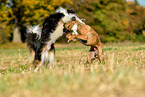 Australian Shepherd and boxers play together