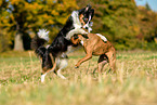 Australian Shepherd and boxers play together