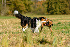 Australian Shepherd and boxers play together