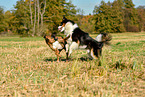 Australian Shepherd and boxers play together