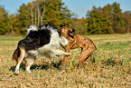 Australian Shepherd and boxers play together