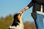 woman with Australian Shepherd