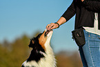 woman with Australian Shepherd