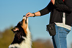 woman with Australian Shepherd
