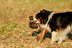 Australian Shepherd and boxers play together