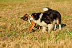 Australian Shepherd and boxers play together