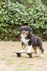 Australian Shepherd Puppy