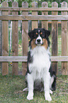 sitting Australian Shepherd