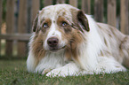 lying Australian Shepherd