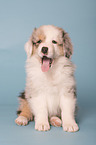 Australian Shepherd Puppy