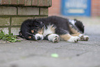 Australian Shepherd Puppy