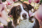 female Australian Shepherd