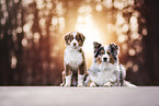 2 Australian Shepherds