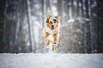 jumping Australian Shepherd