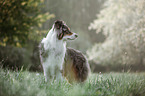 Australian Shepherd