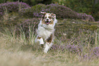 running Australian Shepherd