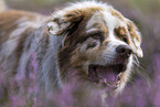 Australian Shepherd Portrait