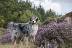 standing Australian Shepherd