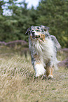 running Australian Shepherd