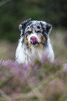 Australian Shepherd Portrait